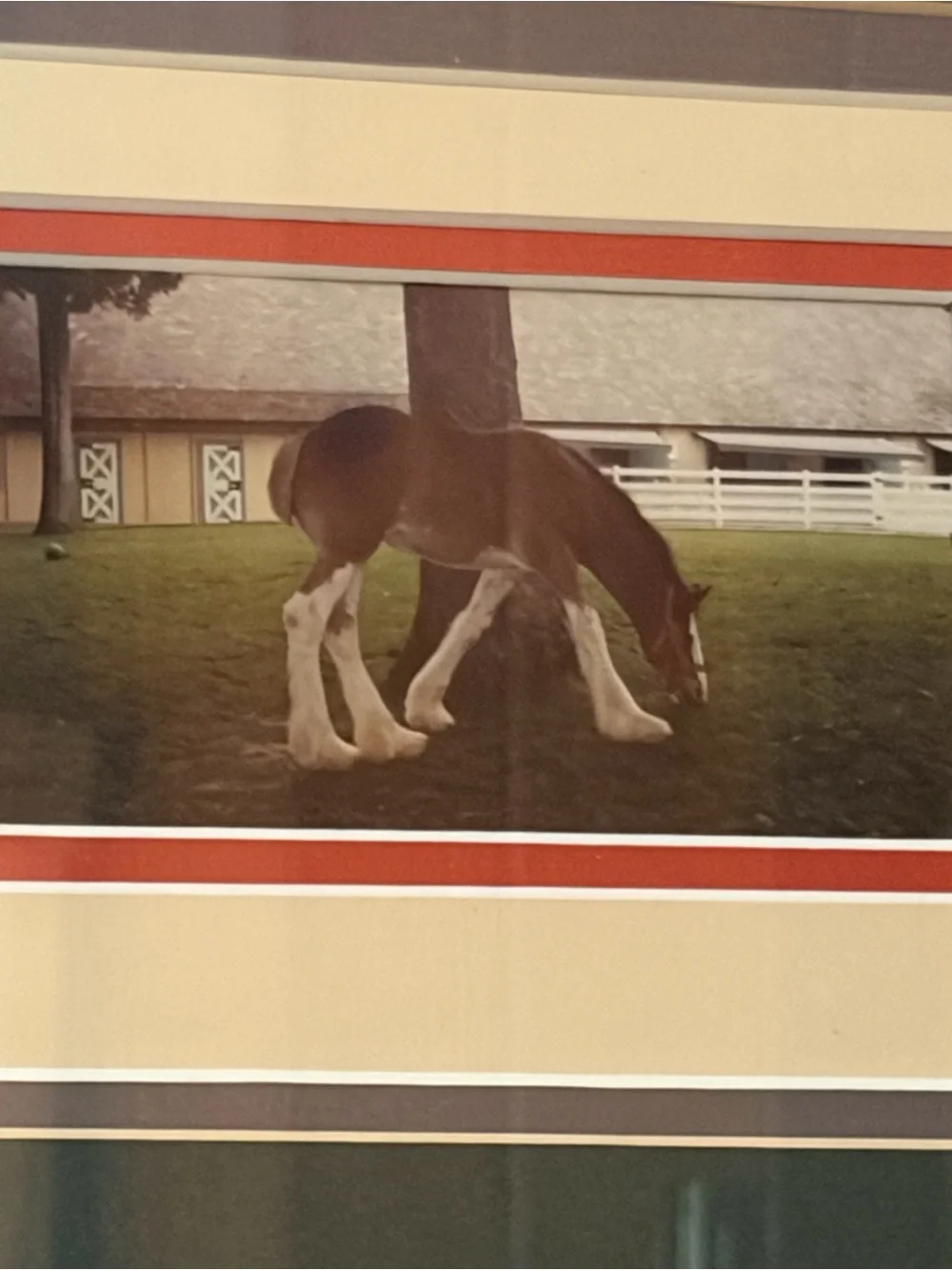Framed Clydesdale Colt picture 18x13